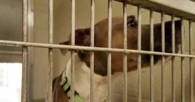 Halifax Humane ends contract with Volusia County for stray, dangerous animals