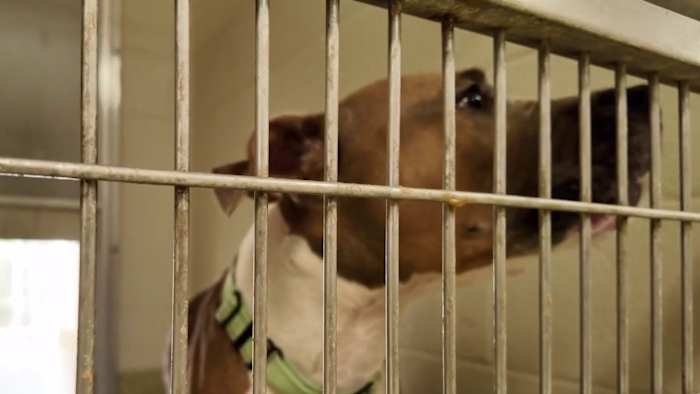Halifax Humane ends contract with Volusia County for stray, dangerous animals