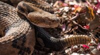 Hiker made fatal mistake when encountering poisonous snake, officials believe