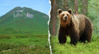 Hiker's friend watches in horror as brown bear drags man into bushes on mountain: report