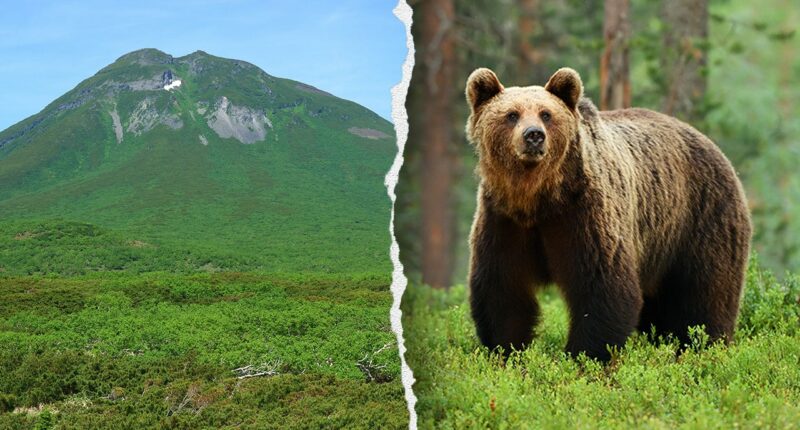 Hiker's friend watches in horror as brown bear drags man into bushes on mountain: report