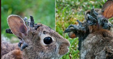 Horned Zombie Rabbits in Fort Collins Colorado: Here's What We Know