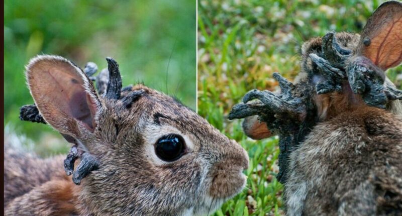 Horned Zombie Rabbits in Fort Collins Colorado: Here's What We Know