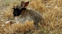 Rabbit with tentacles and horns growing from its head.