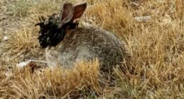 Rabbit with tentacles and horns growing from its head.