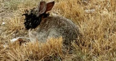 Rabbit with tentacles and horns growing from its head.