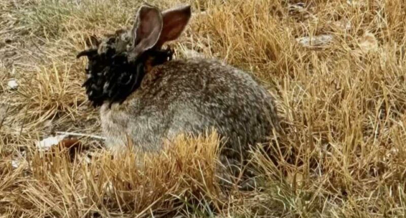 Rabbit with tentacles and horns growing from its head.