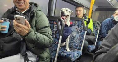 Athena, a staffy from Sydney, accidentally travelled about 5km on a local bus on Tuesday.