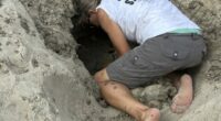 Hurricane Erin never hit land or caused major damage, but threatened turtle nests weren't so lucky