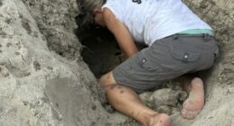 Hurricane Erin never hit land or caused major damage, but threatened turtle nests weren't so lucky