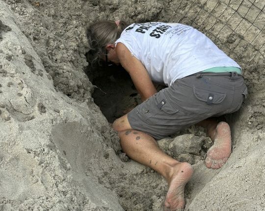 Hurricane Erin never hit land or caused major damage, but threatened turtle nests weren't so lucky