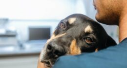 I caught a deadly infection from sleeping with my dog that's left me disfigured