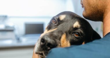 I caught a deadly infection from sleeping with my dog that's left me disfigured