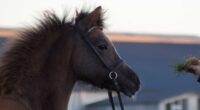 I gave my daughter's pony to a zoo to be fed to lions