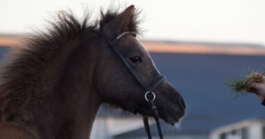 I gave my daughter's pony to a zoo to be fed to lions