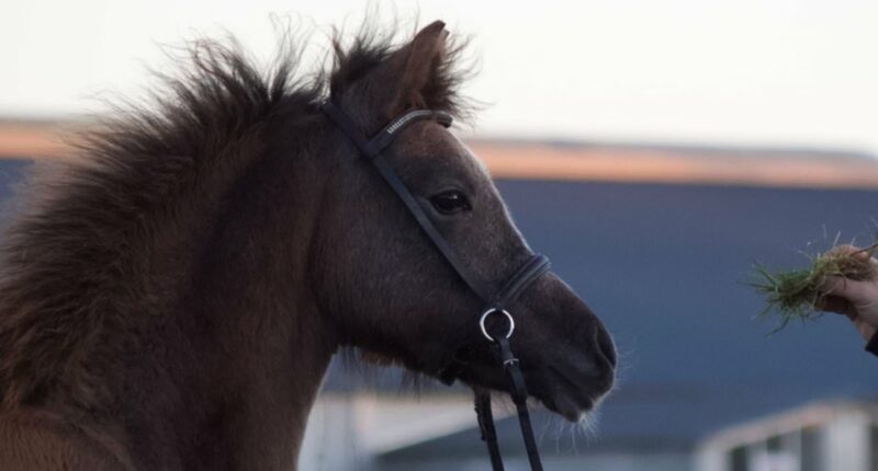 I gave my daughter's pony to a zoo to be fed to lions