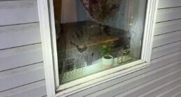 Handprints Photos of Idaho Crime Scene Surface Post Bryan Kohberger's