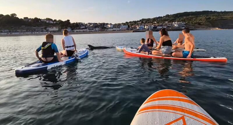Idiotic tourists crowd round dolphin despite warnings to stay away