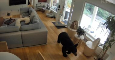 Incredible moment bear walks into home and receives unwelcome fright