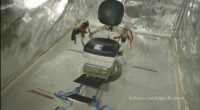 Inside drug gang's 'treatment room' torture chamber