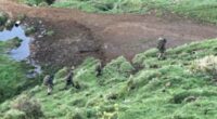 The latest plea comes almost a year after pig shooters filmed Tom Phillips and his children in bushland west of Marokopa last October (above) walking in single file