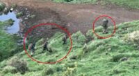 For the past three years and eight months, Tom Phillips, 38, has been on the run, hiding out in the wilds of New Zealand. With him are his three children, Jayda, 12, Maverick, ten, and Ember, nine. Pictured: An image of what is believed to be the missing family, taken by a hunter