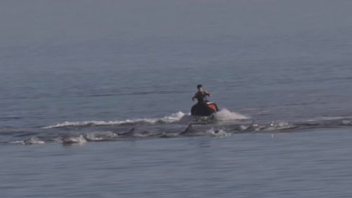 Jet-skiers could face $100,000 fine over 'perilous' dolphin act