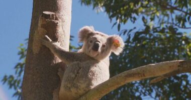 Koala survives being hit by car and trapped in grill for kilometres