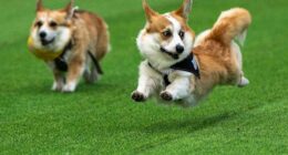 Little legs, big dreams: More than 100 teams compete in Lithuania's international Corgi race