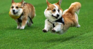 Little legs, big dreams: More than 100 teams compete in Lithuania's international Corgi race