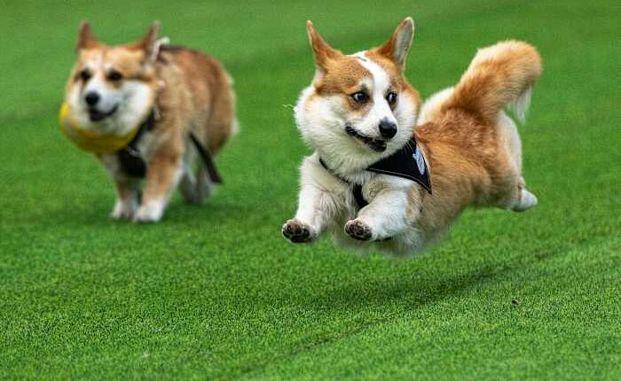 Little legs, big dreams: More than 100 teams compete in Lithuania's international Corgi race