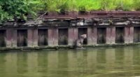 Man who helped rescue dog along Cuyahoga River plans to adopt her