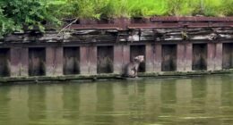 Man who helped rescue dog along Cuyahoga River plans to adopt her