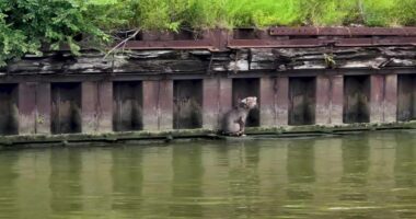 Man who helped rescue dog along Cuyahoga River plans to adopt her