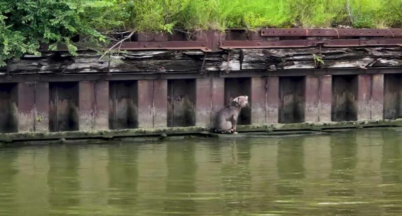 Man who helped rescue dog along Cuyahoga River plans to adopt her