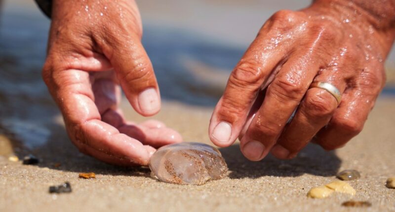 Many Delaware beachgoers feel the sting of a blooming jellyfish population