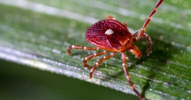 Martha’s Vineyard residents forced to go vegan, become ‘social pariahs’ because of bloodsucking insect