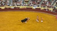 Moment bullfighter is killed after being rammed against wall