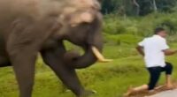 Tourist running from charging elephant.