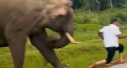 Tourist running from charging elephant.
