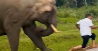 Tourist running from charging elephant.
