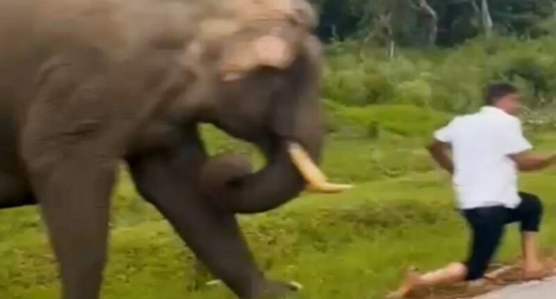 Tourist running from charging elephant.