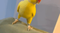 Yellow parrot perched on a hand.