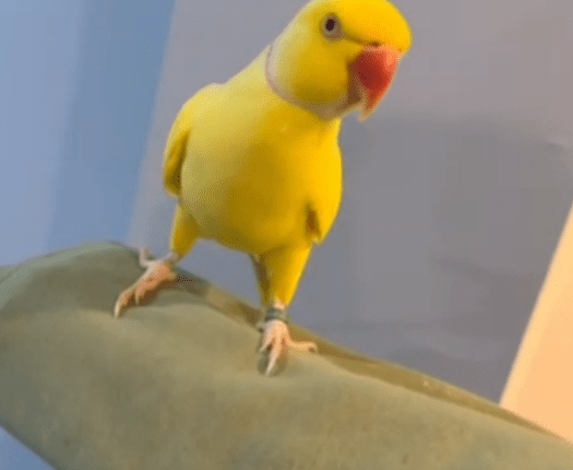 Yellow parrot perched on a hand.
