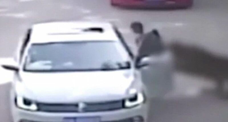 Moment woman is dragged away and mauled by safari park tiger