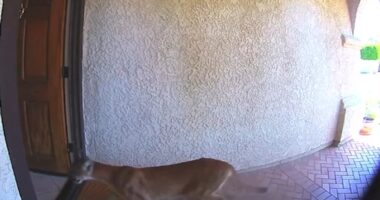 Mountain lion strolls through front door of Southern California home, coming face-to-face with man