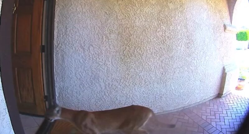 Mountain lion strolls through front door of Southern California home, coming face-to-face with man