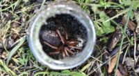 Mystery 'gem' spider discovered in Perth bushland