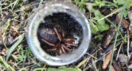 Mystery 'gem' spider discovered in Perth bushland