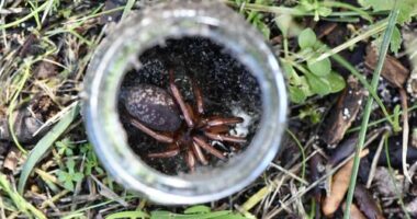 Mystery 'gem' spider discovered in Perth bushland